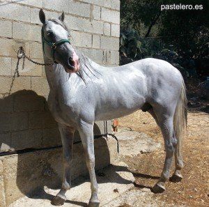 Caballo portugués-español