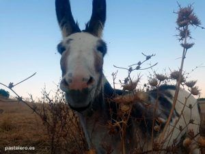 Burro en el campo en la Barriada Pastelero