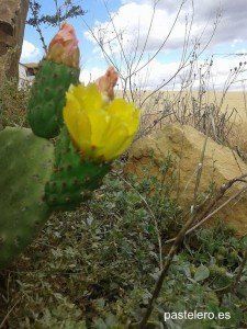 Flor del Higo Chumbo