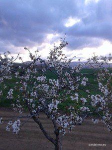 Almendro en flor