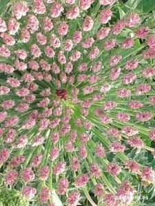 Flores de Pastelero