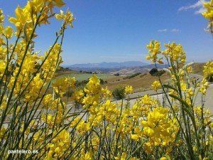 Spartium junceum, llamada retama de olor, gayomba, gallomba, ginesta, ginestra, gayumbas