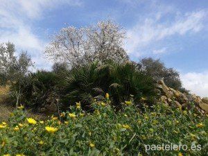 Un invierno que parece primavera, foto del campo en la Barriada Pastelero