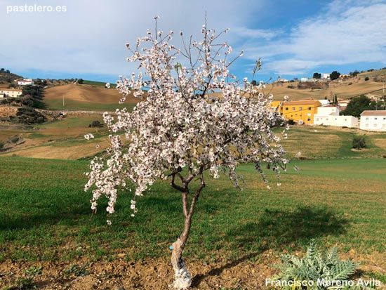 Almendro en flor en febrero de 2024 en La barriada Pastelero, foto de Francisco Moreno Avila